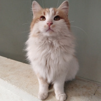 Sarman, Kedi  Pofiş fotoğrafı