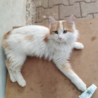 Sarman, Kedi  Pofiş fotoğrafı