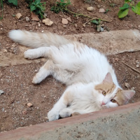 Sarman, Kedi  Pofiş fotoğrafı