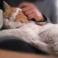 Sarman, Kedi  Pofiş fotoğrafı