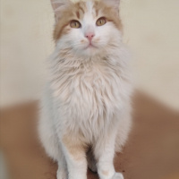 Sarman, Kedi  Pofiş fotoğrafı
