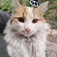 Sarman, Kedi  Pofiş fotoğrafı