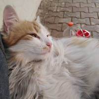 Sarman, Kedi  Pofiş fotoğrafı