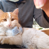 Sarman, Kedi  Pofiş fotoğrafı