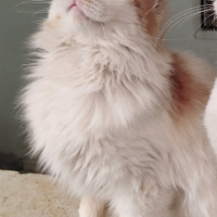 Sarman, Kedi  Pofiş fotoğrafı