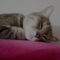 Tekir Kedi, Kedi  Köpük fotoğrafı