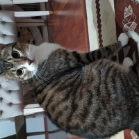 Tekir Kedi, Kedi  Irmak fotoğrafı