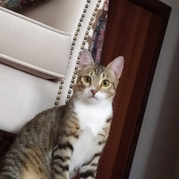 Tekir Kedi, Kedi  Irmak fotoğrafı