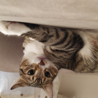 Tekir Kedi, Kedi  Irmak fotoğrafı