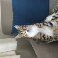 Tekir Kedi, Kedi  Irmak fotoğrafı