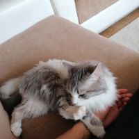 British Shorthair, Kedi  Afrodit fotoğrafı