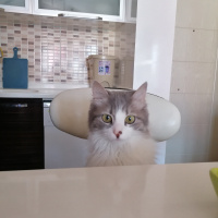 British Shorthair, Kedi  Afrodit fotoğrafı