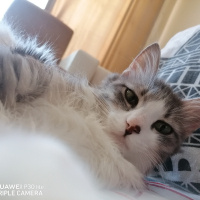 British Shorthair, Kedi  Afrodit fotoğrafı