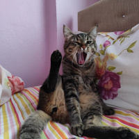 Tekir Kedi, Kedi  Pekmez fotoğrafı