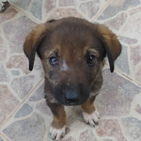Sokö (Sokak Köpeği), Köpek  Korsan fotoğrafı