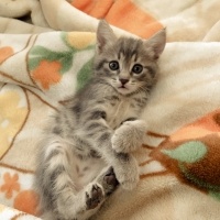 Tekir Kedi, Kedi  Asuman fotoğrafı
