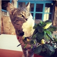 Tekir Kedi, Kedi  Asuman fotoğrafı