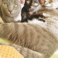 Tekir Kedi, Kedi  Asuman fotoğrafı