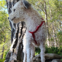 Maltese, Köpek  Kuzu fotoğrafı