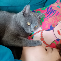 British Shorthair, Kedi  Duman Eren fotoğrafı