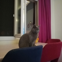 British Shorthair, Kedi  Duman Eren fotoğrafı