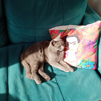 British Shorthair, Kedi  Duman Eren fotoğrafı