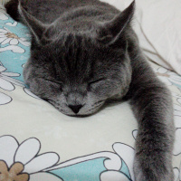 British Shorthair, Kedi  Duman Eren fotoğrafı