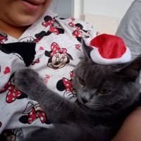 British Shorthair, Kedi  Duman Eren fotoğrafı