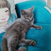 British Shorthair, Kedi  Duman Eren fotoğrafı