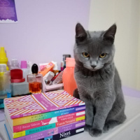 British Shorthair, Kedi  Duman Eren fotoğrafı
