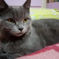 British Shorthair, Kedi  Duman Eren fotoğrafı