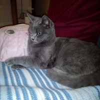 British Shorthair, Kedi  Duman Eren fotoğrafı