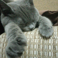 British Shorthair, Kedi  Duman Eren fotoğrafı