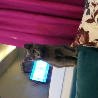 British Shorthair, Kedi  Duman Eren fotoğrafı