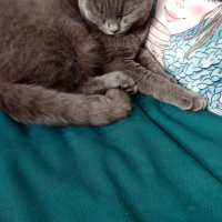British Shorthair, Kedi  Duman Eren fotoğrafı