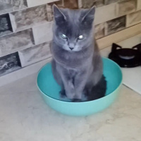 British Shorthair, Kedi  Duman Eren fotoğrafı