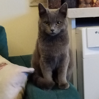 British Shorthair, Kedi  Duman Eren fotoğrafı