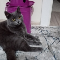 British Shorthair, Kedi  Duman Eren fotoğrafı