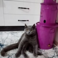 British Shorthair, Kedi  Duman Eren fotoğrafı
