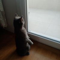 British Shorthair, Kedi  Duman Eren fotoğrafı