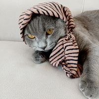 British Shorthair, Kedi  Duman Eren fotoğrafı