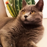 British Shorthair, Kedi  Duman Eren fotoğrafı