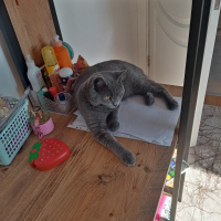 British Shorthair, Kedi  Duman Eren fotoğrafı