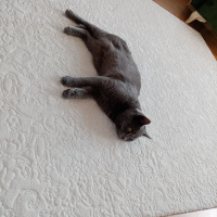 British Shorthair, Kedi  Duman Eren fotoğrafı