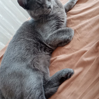 British Shorthair, Kedi  Duman Eren fotoğrafı