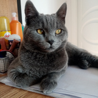 British Shorthair, Kedi  Duman Eren fotoğrafı