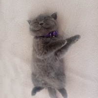 British Shorthair, Kedi  Duman Eren fotoğrafı