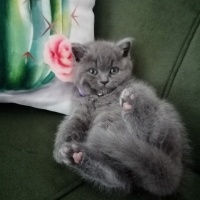 British Shorthair, Kedi  Duman Eren fotoğrafı