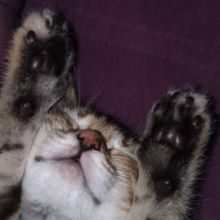 Soke, Kedi  Ballı fotoğrafı