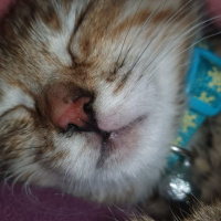 Soke, Kedi  Ballı fotoğrafı